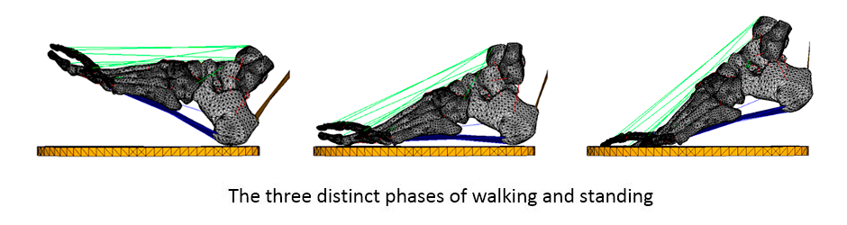 The three distinct phases of walking and standing